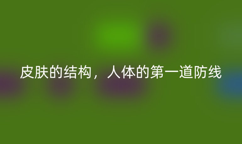 皮肤的结构，人体的第一道防线