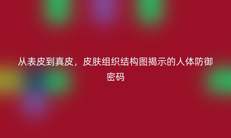 从表皮到真皮，皮肤组织结构图揭示的人体防御密码